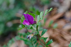 Vicia pyrenaica