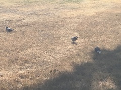 Columba livia