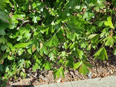 Crataegus monogyna