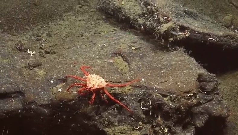 scarlet king crab