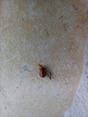 Pachyloides thorellii