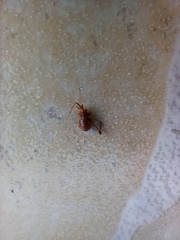 Pachyloides thorellii