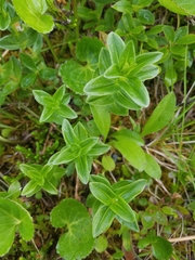 Gentiana platypetala
