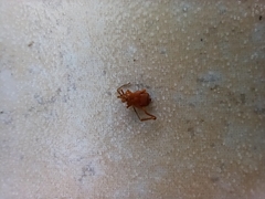 Pachyloides thorellii