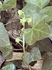 Pyrola americana