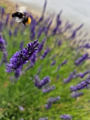 Bombus lapidarius