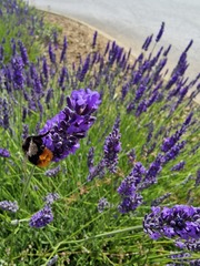 Bombus lapidarius