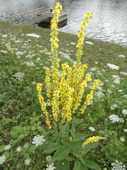 Verbascum nigrum