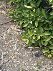 Pieris