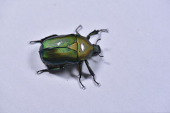 Pseudotorynorrhina japonica