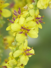 Verbascum nigrum