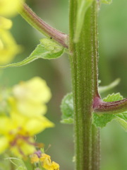 Verbascum nigrum
