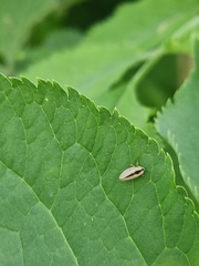 Philaenus spumarius