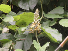 Phanera pulla