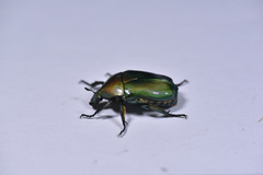 Pseudotorynorrhina japonica