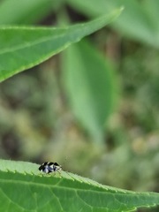 Liocoris tripustulatus