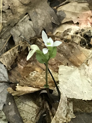 Triphora trianthophoros trianthophoros