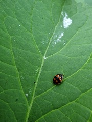 Adalia decempunctata