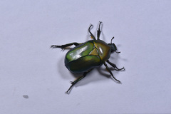 Pseudotorynorrhina japonica