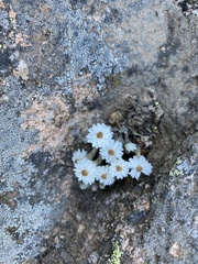 Castroviejoa frigida