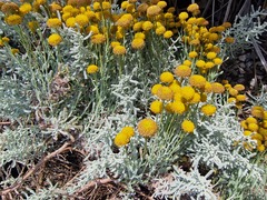 Santolina chamaecyparissus