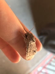 Acronicta americana