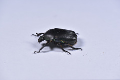 Pseudotorynorrhina japonica