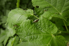Contarinia tiliarum