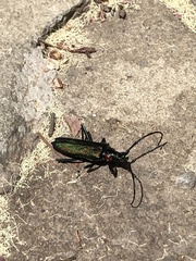 Aromia moschata ambrosiaca