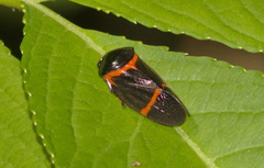 Cosmoscarta egens