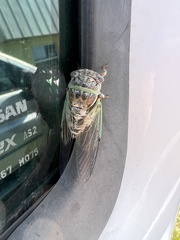 Diceroprocta viridifascia