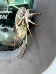 Diceroprocta viridifascia