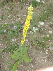 Verbascum