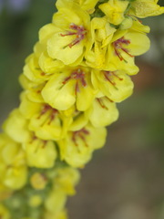Verbascum