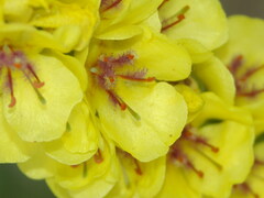Verbascum