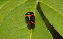 Cosmoscarta egens