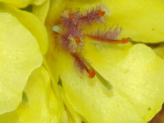 Verbascum