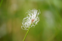 Trichophorum alpinum