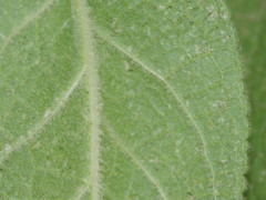 Verbascum