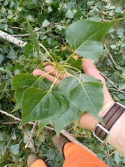 Populus × jackii