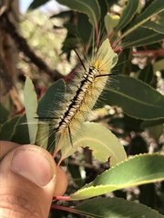 Lophocampa mixta