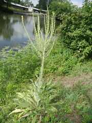 Verbascum speciosum
