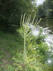 Verbascum speciosum