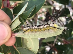 Lophocampa mixta