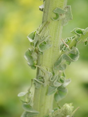 Verbascum speciosum