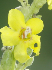 Verbascum speciosum