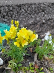 Linaria vulgaris