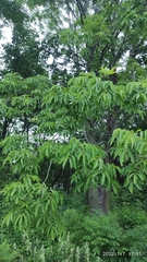 Fraxinus mandshurica