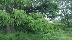 Fraxinus mandshurica