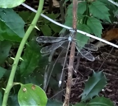 Lestes vigilax